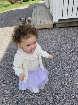 Vaccination mot m&auml;ssling, p&aring;ssjuka och r&ouml;da hund