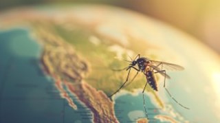 Vaccin mot Gula Febern i Malm&ouml; och Lund