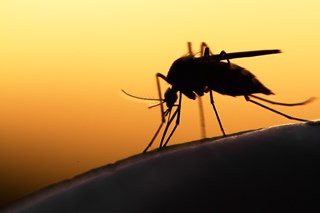 Vaccin mot Denguefeber i Malmö och Lund