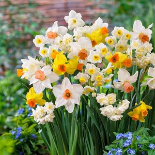 V&aring;rblomma