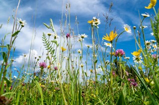 Sommaräng blomster juni