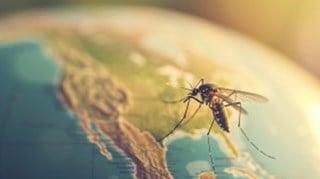 Vaccin mot Gula Febern i Malmö och Lund